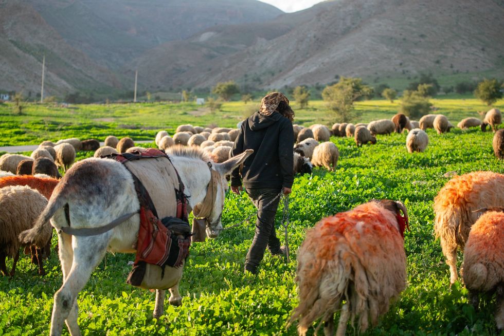 Iraqi Shepard