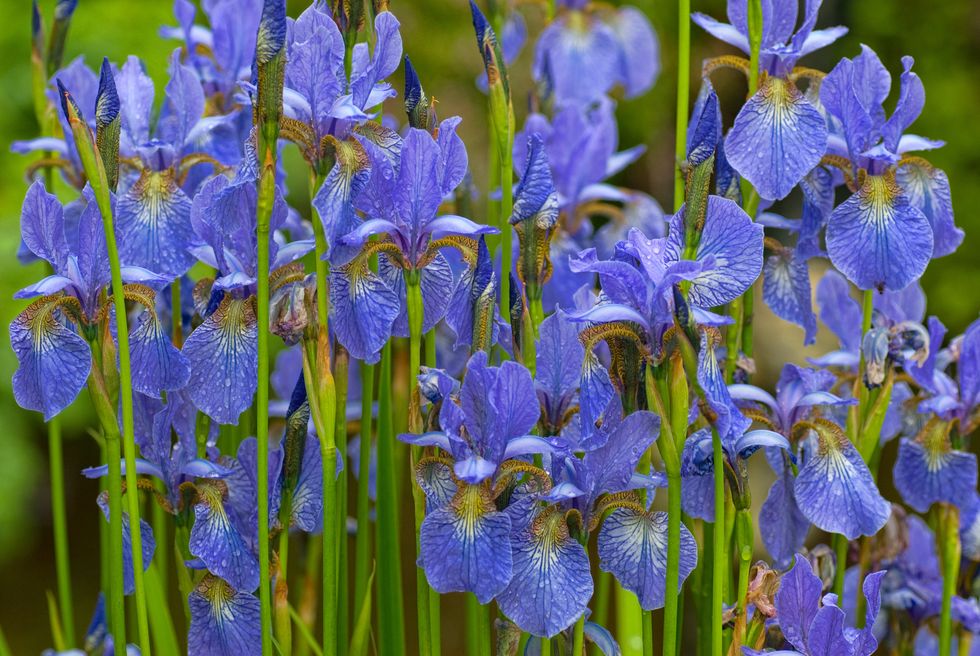 Iris deadheaded