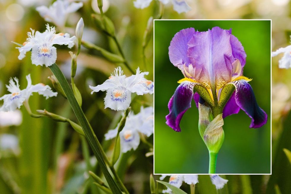 Iris stock images