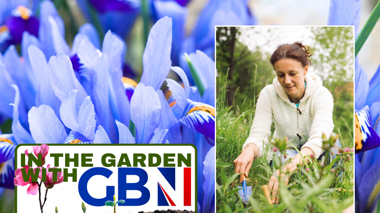 Irises / woman planting irises