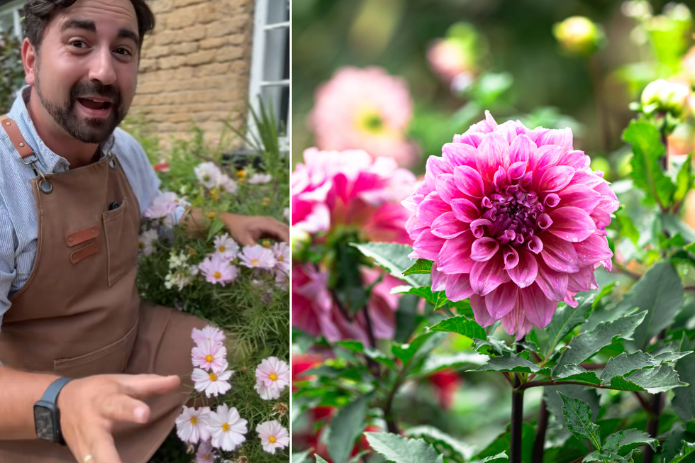 Ish talking to followers; dahlias