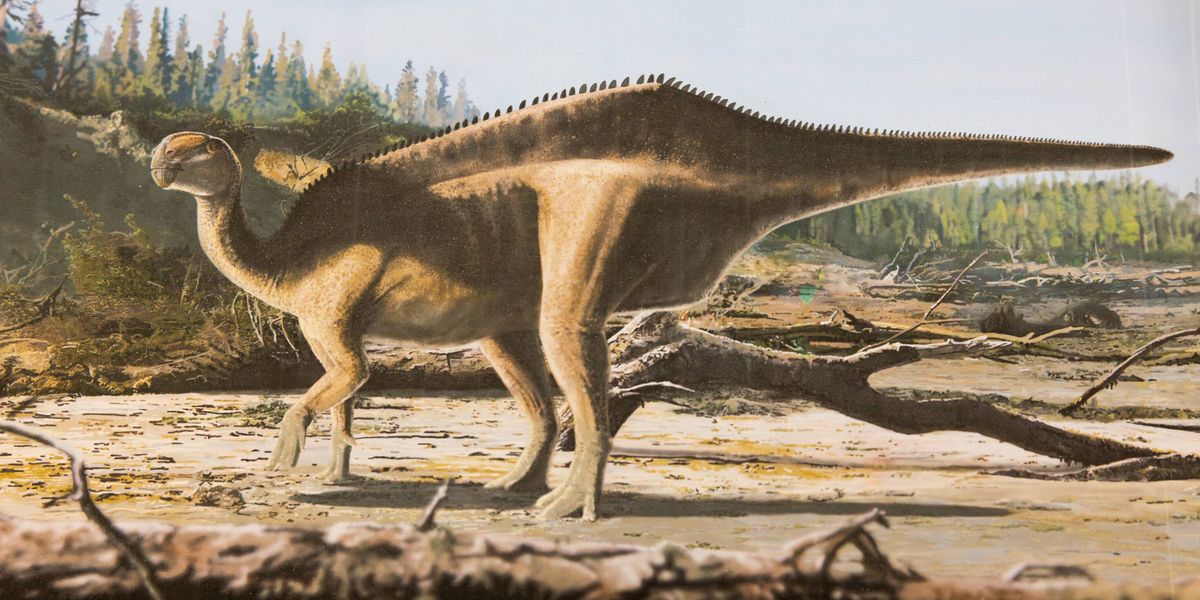 Istiorachis macaruthurae new dinosaur species Isle of Wight