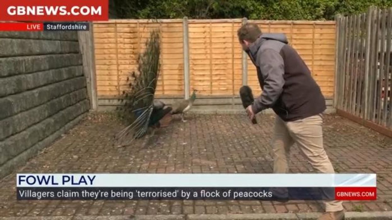 'They've ruined everything!' Posse of 30 peacocks terrorises leafy village near renowned WW2 RAF base
