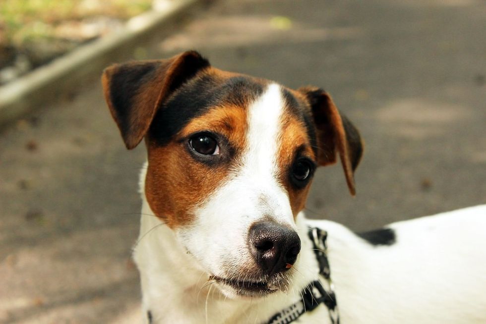 Jack Russel