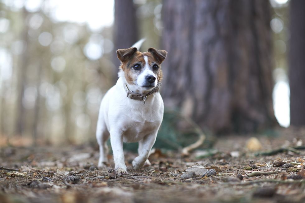 Jack Russell