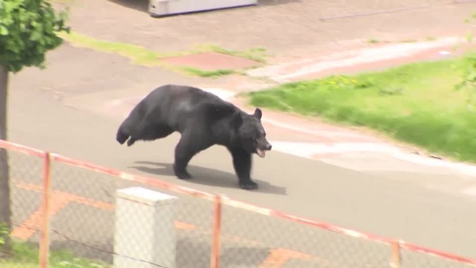 Japanese bear in Fukushima