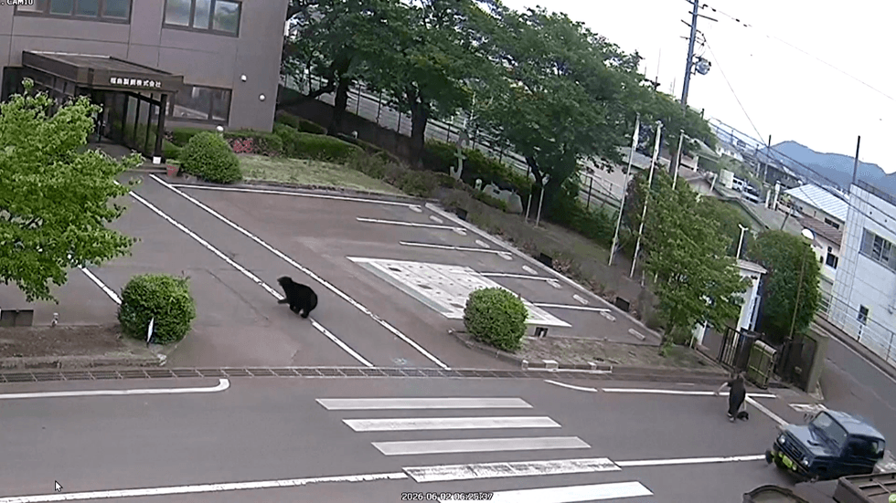Japanese bear on the run after attacking man in Fukushima