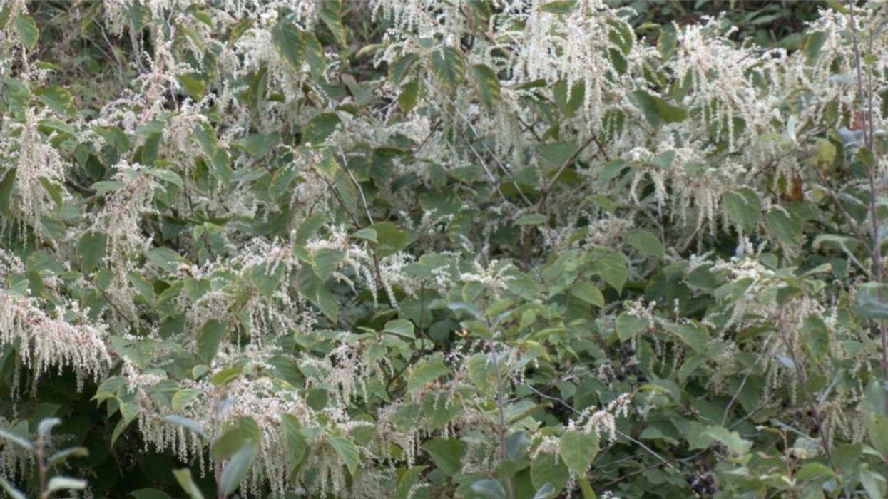 Japanese knotweed in garden