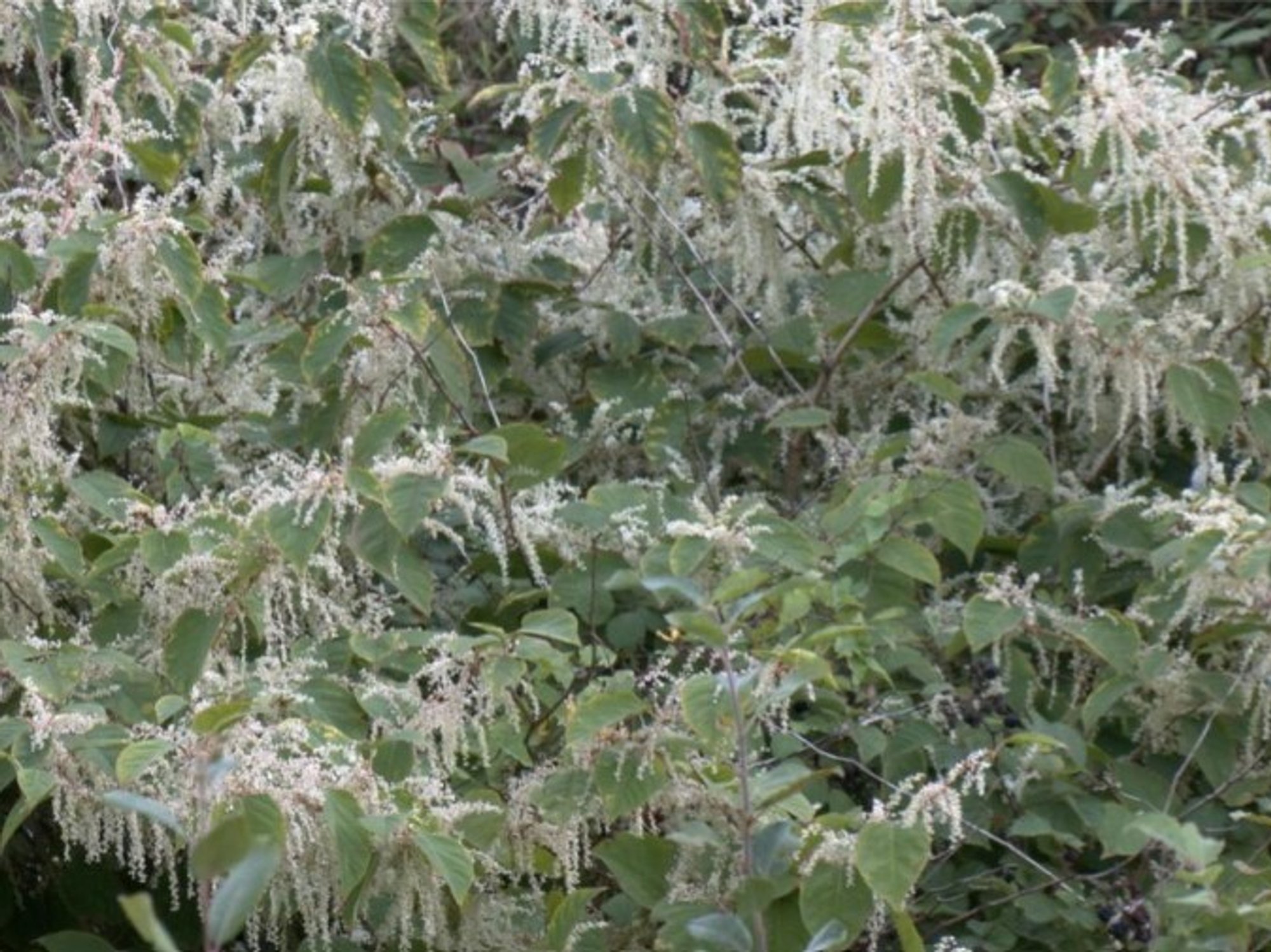 Japanese knotweed in garden