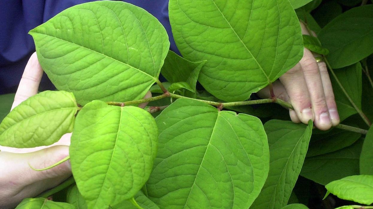 Japanese knotweed