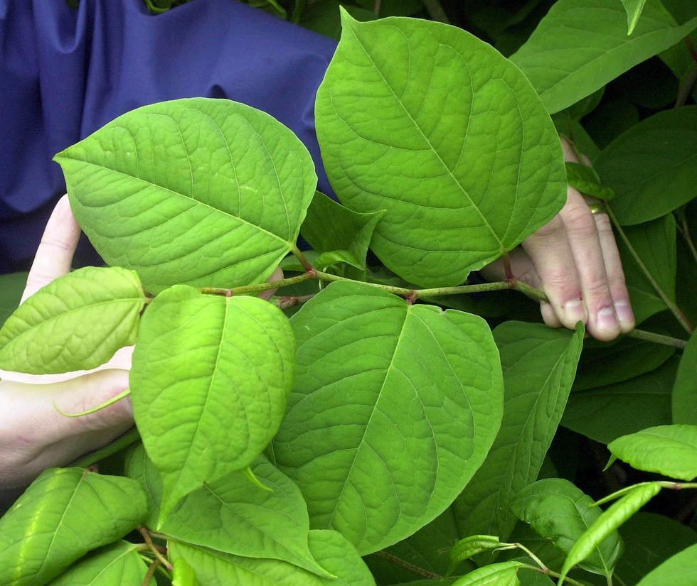 Japanese knotweed
