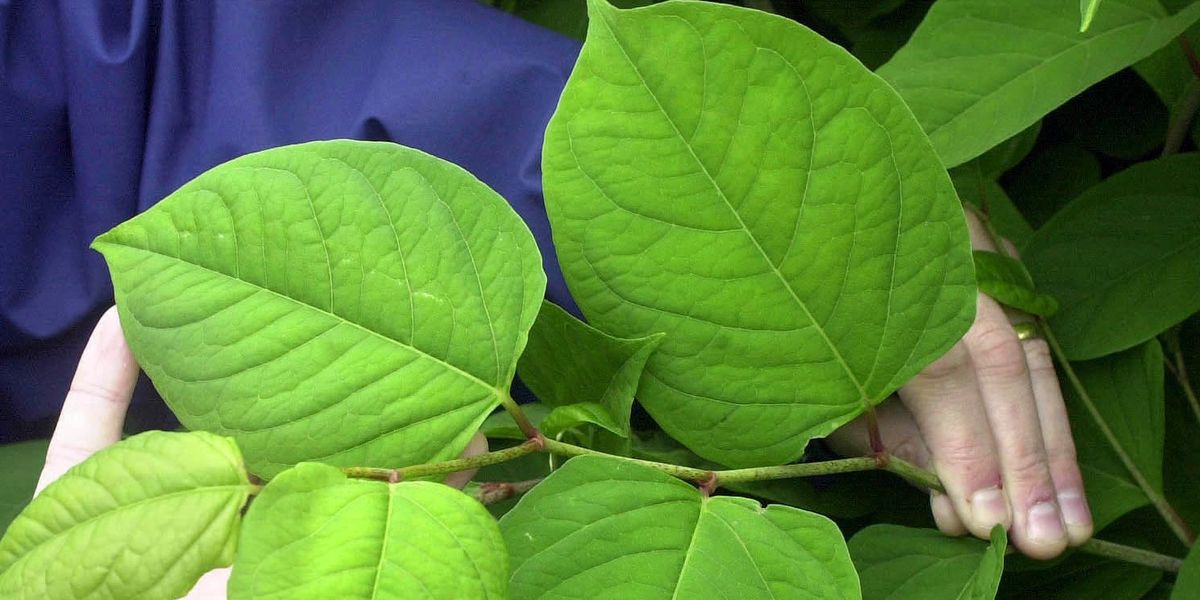 Japanese knotweed: How to get rid of it in your garden