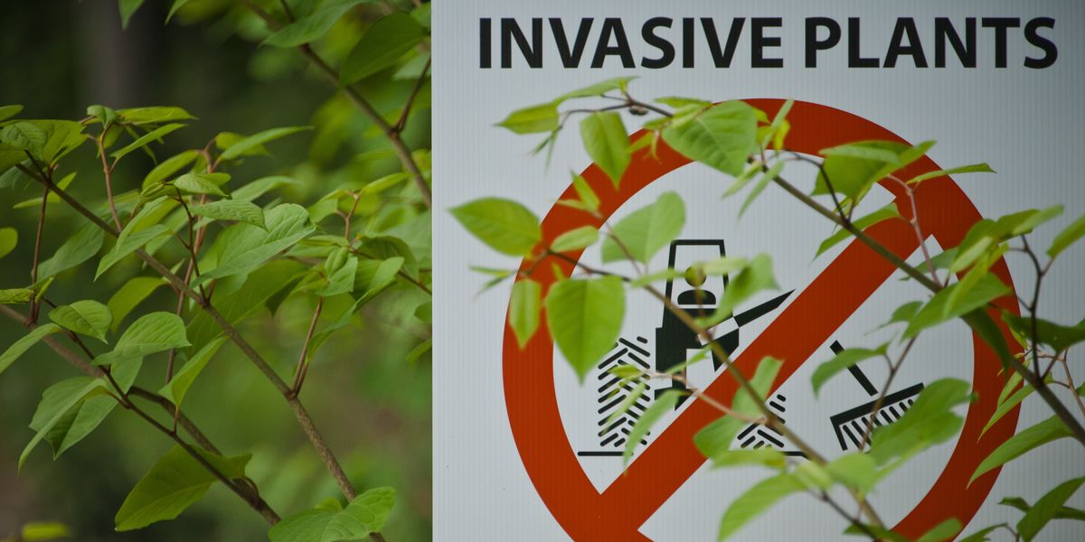 Britons warned that more than 1.5million houses could be infested with notorious plant Britons warned that more than 1.5million houses could be infested with notorious plant