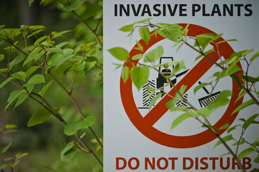 Japanese knotweed