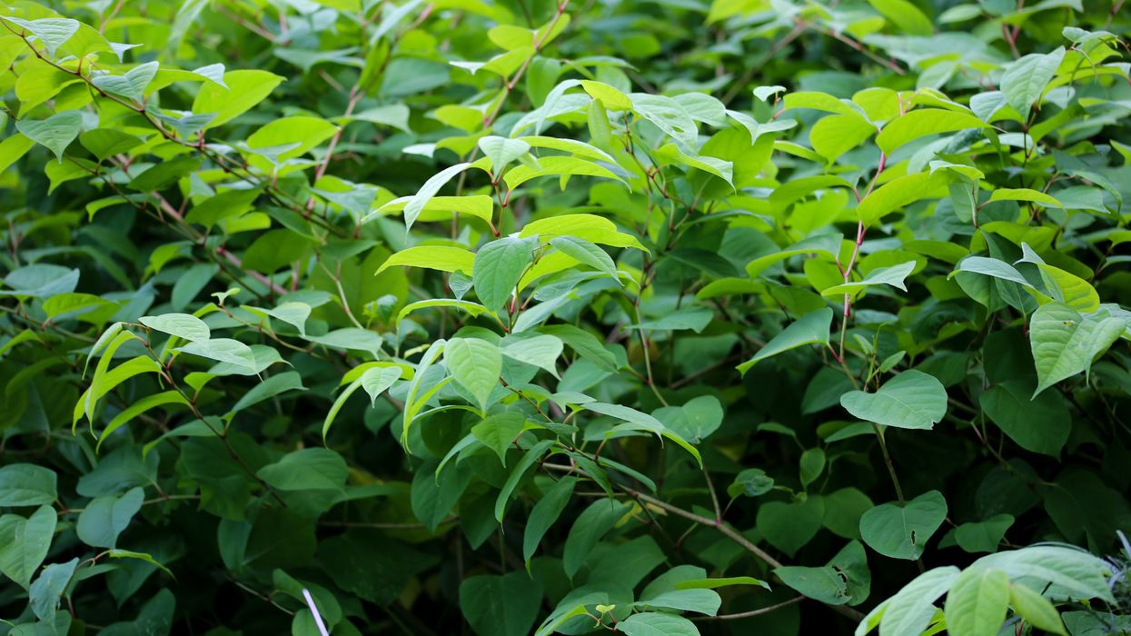 Japanese knotweed
