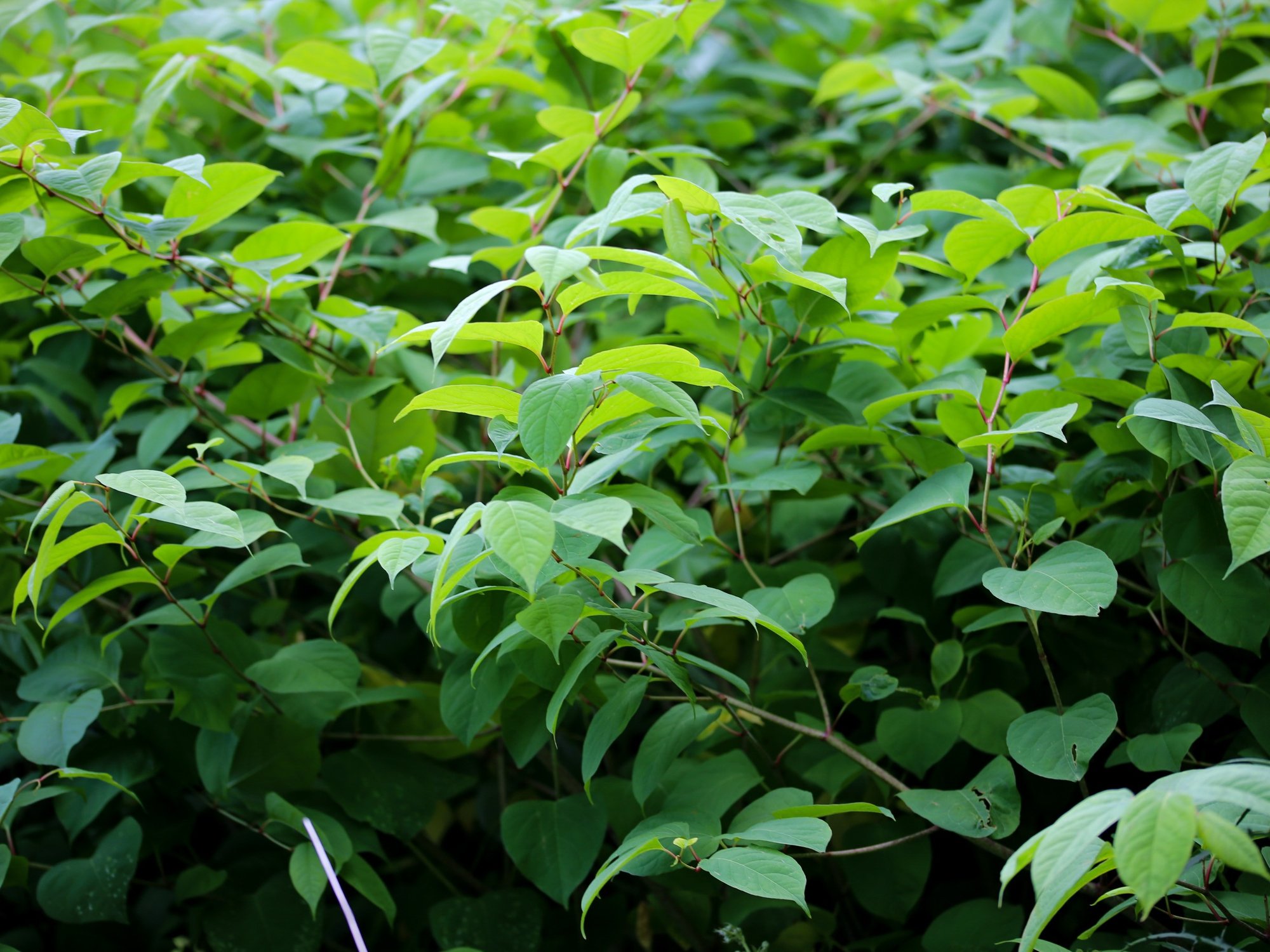 Japanese knotweed
