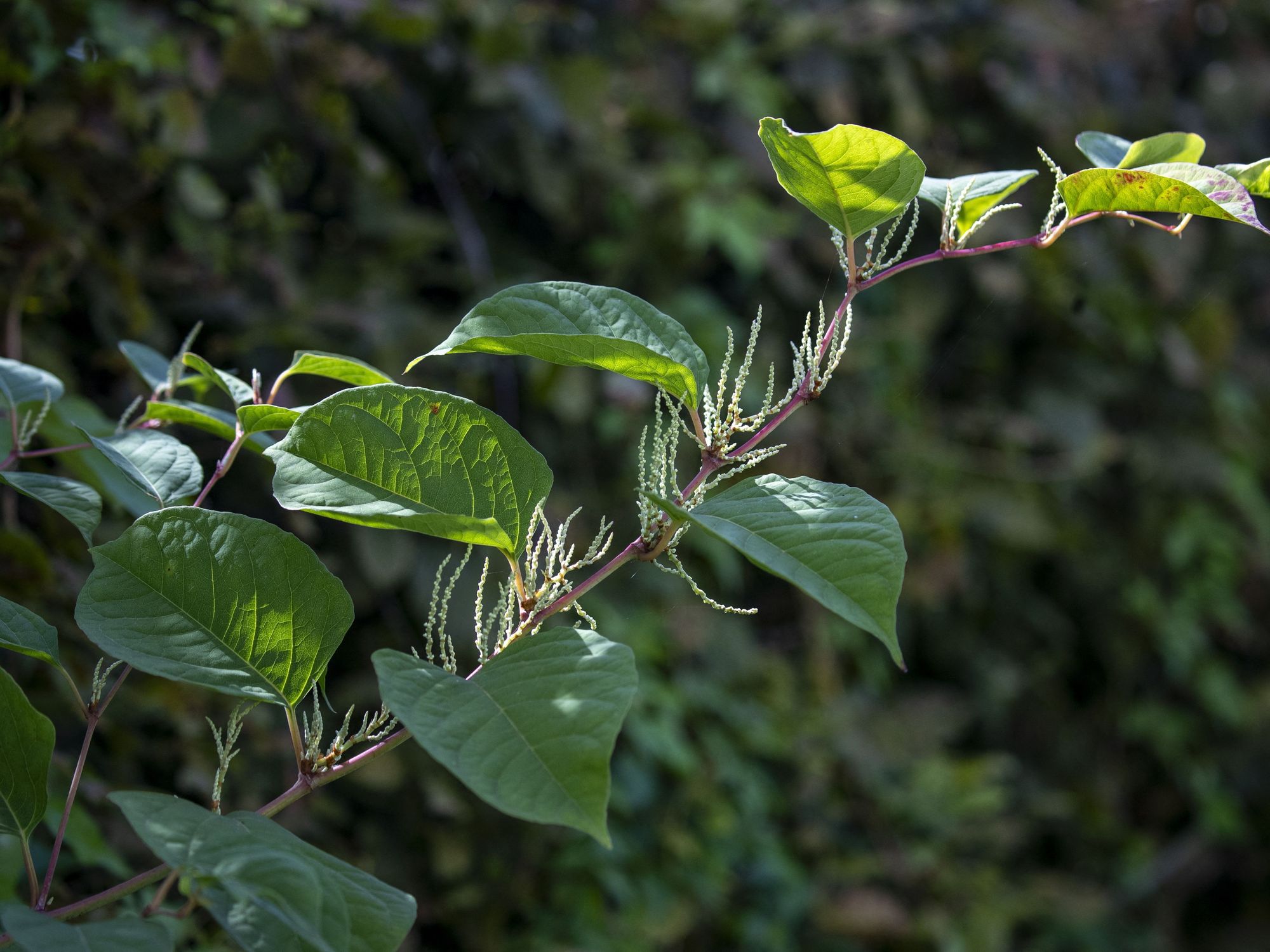 Japanese knotweed