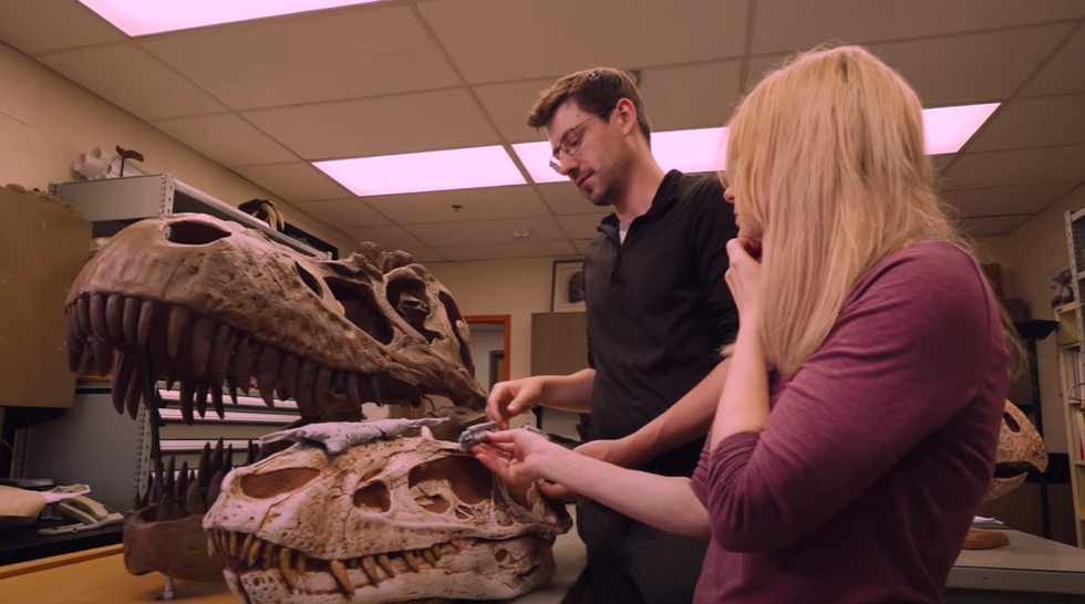 Jared Voris and Professor Darla Zelenitsky believe it helps us revise the tyrannosaur family tree
