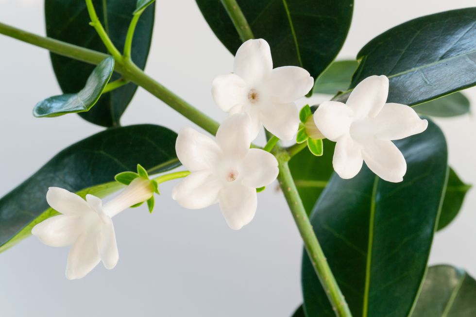 Jasmine flowers
