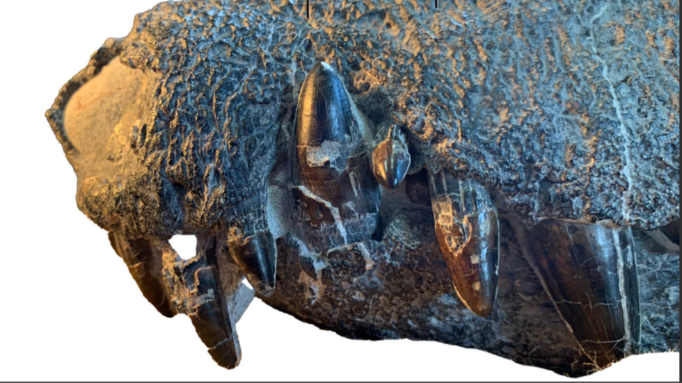 Jaw of the Kostensuchus atrox
