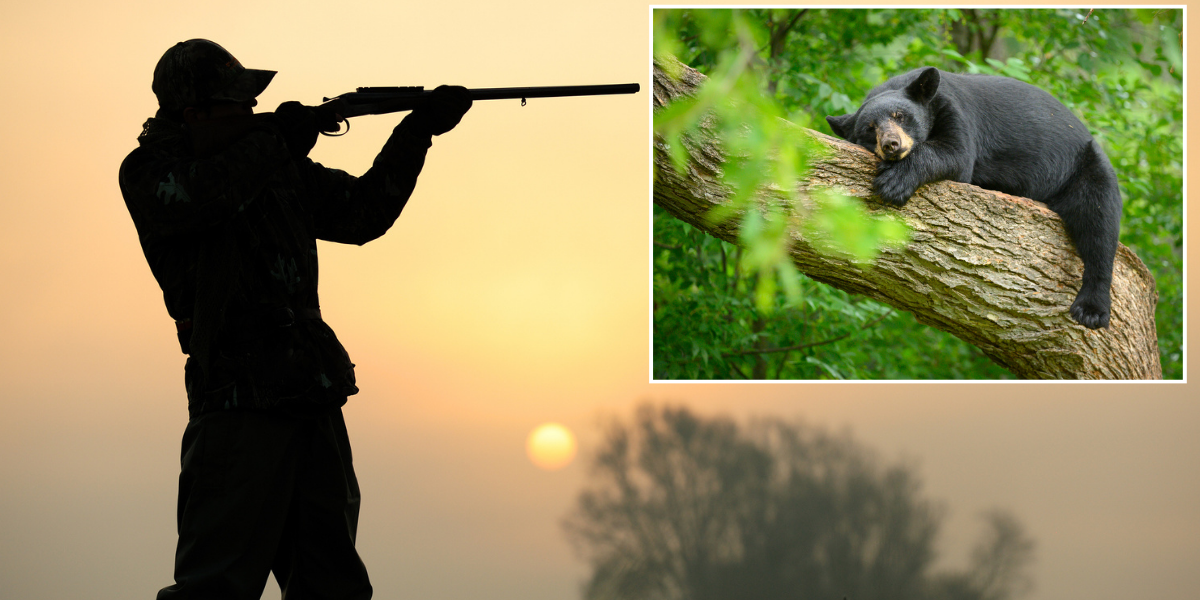 NextImg:Hunter crushed to death after bear falls from tree and lands on him following shooting