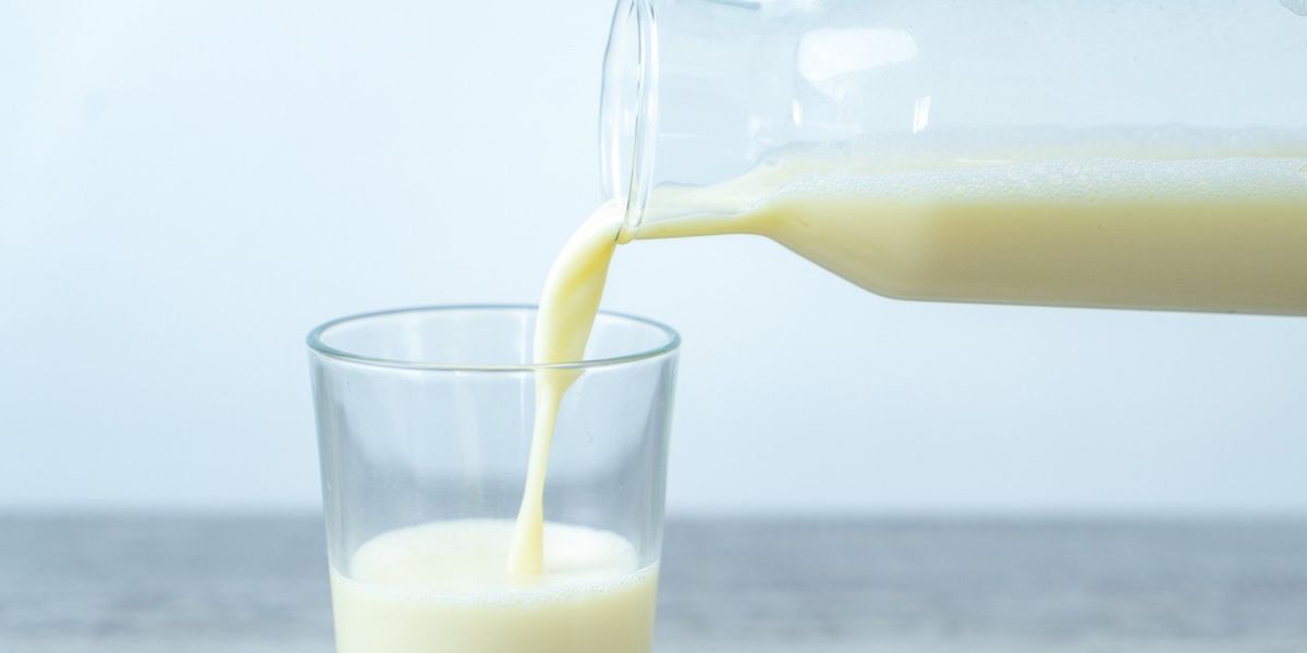 Jersey full-fat milk demand is at its highest for half a century, farmers reveal Jersey full-fat milk demand is at its highest for half a century, farmers reveal