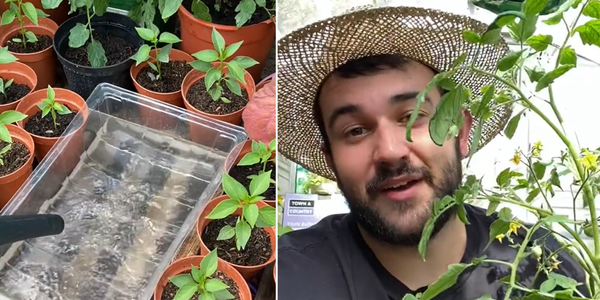 Britons told to use ‘dampening down’ method to protect vegetable patches Britons told to use ‘dampening down’ method to protect vegetable patches