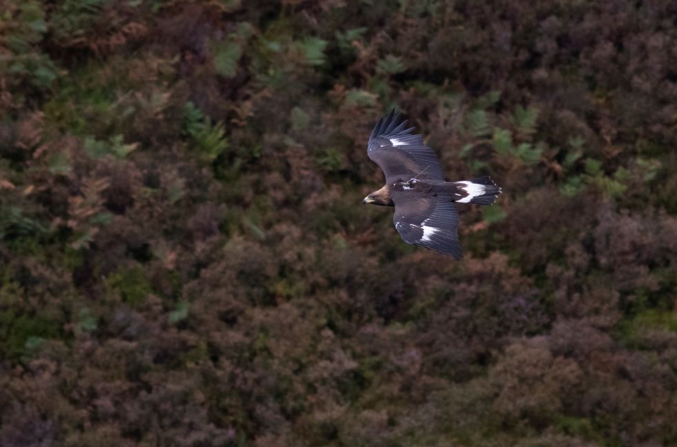 John Wright / South of Scotland Golden Eagle Project