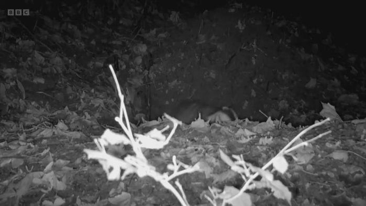 Plans for £25million restoration of 16th-century home scuppered by Albino badger