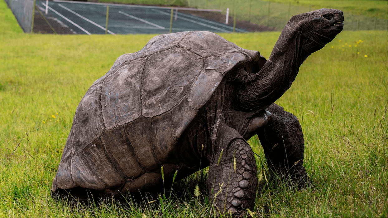 Jonathan the tortoise