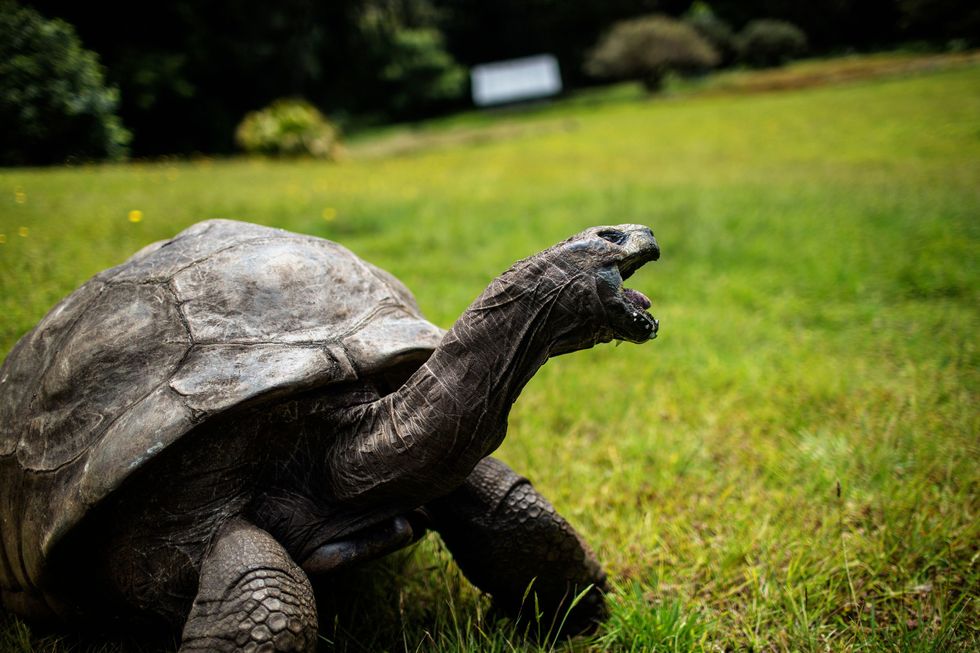 Jonathon the tortoise