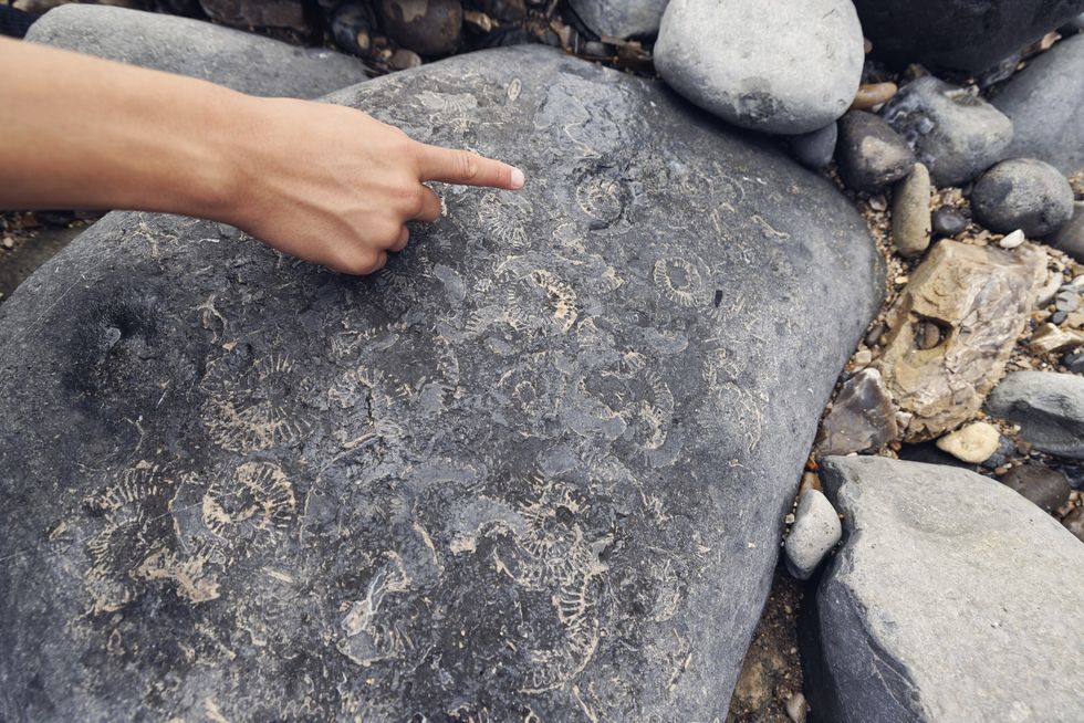 Jurassic fossils