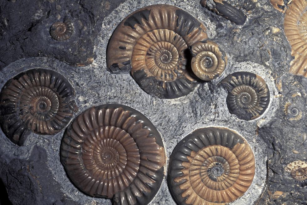 Jurassic fossils