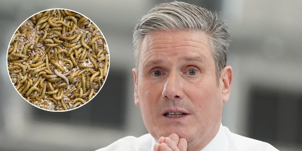 NextImg:EXPOSED: The bugs in Labour’s Manifesto that lurk in the party's plan. Where do these beasties hide?' - Steven Barrett