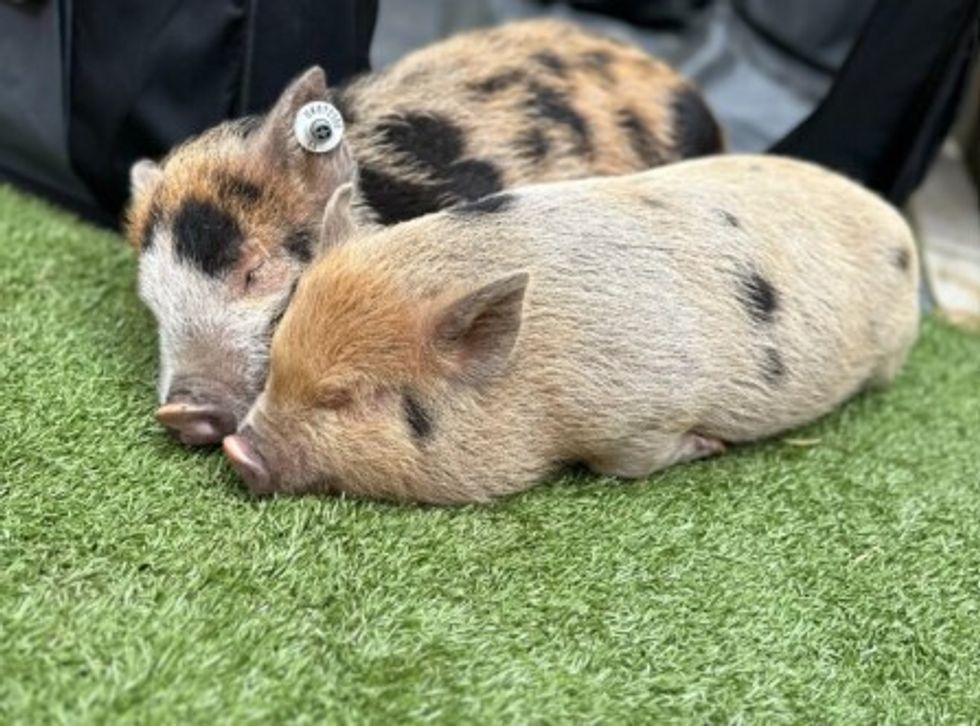 Kew Little Pigs, Amersham