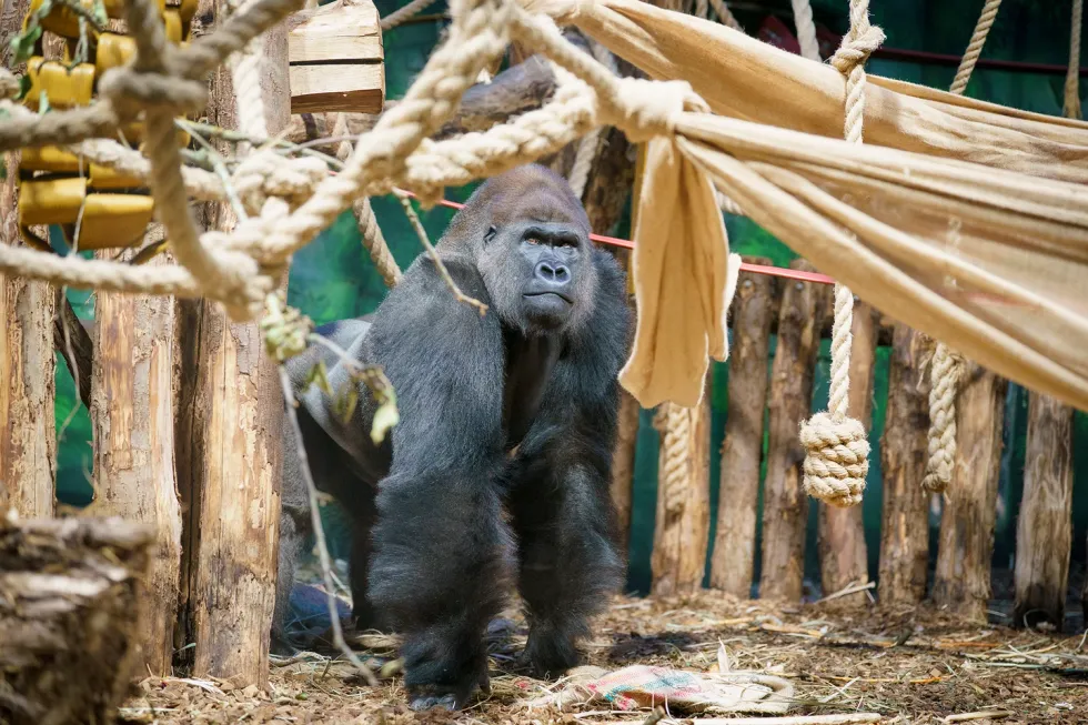 Kiburi, who arrived at London Zoo from Tenerife in November 2022, fathered the new arrival