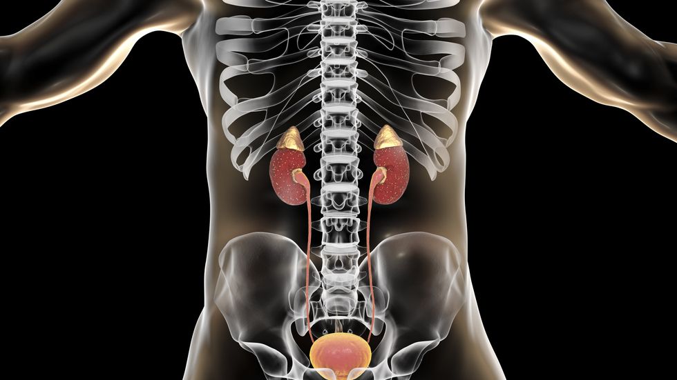 kidney illustration