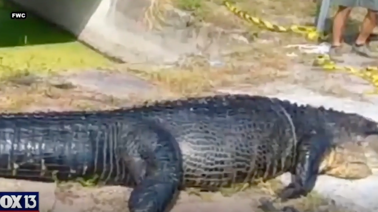 Killer alligator