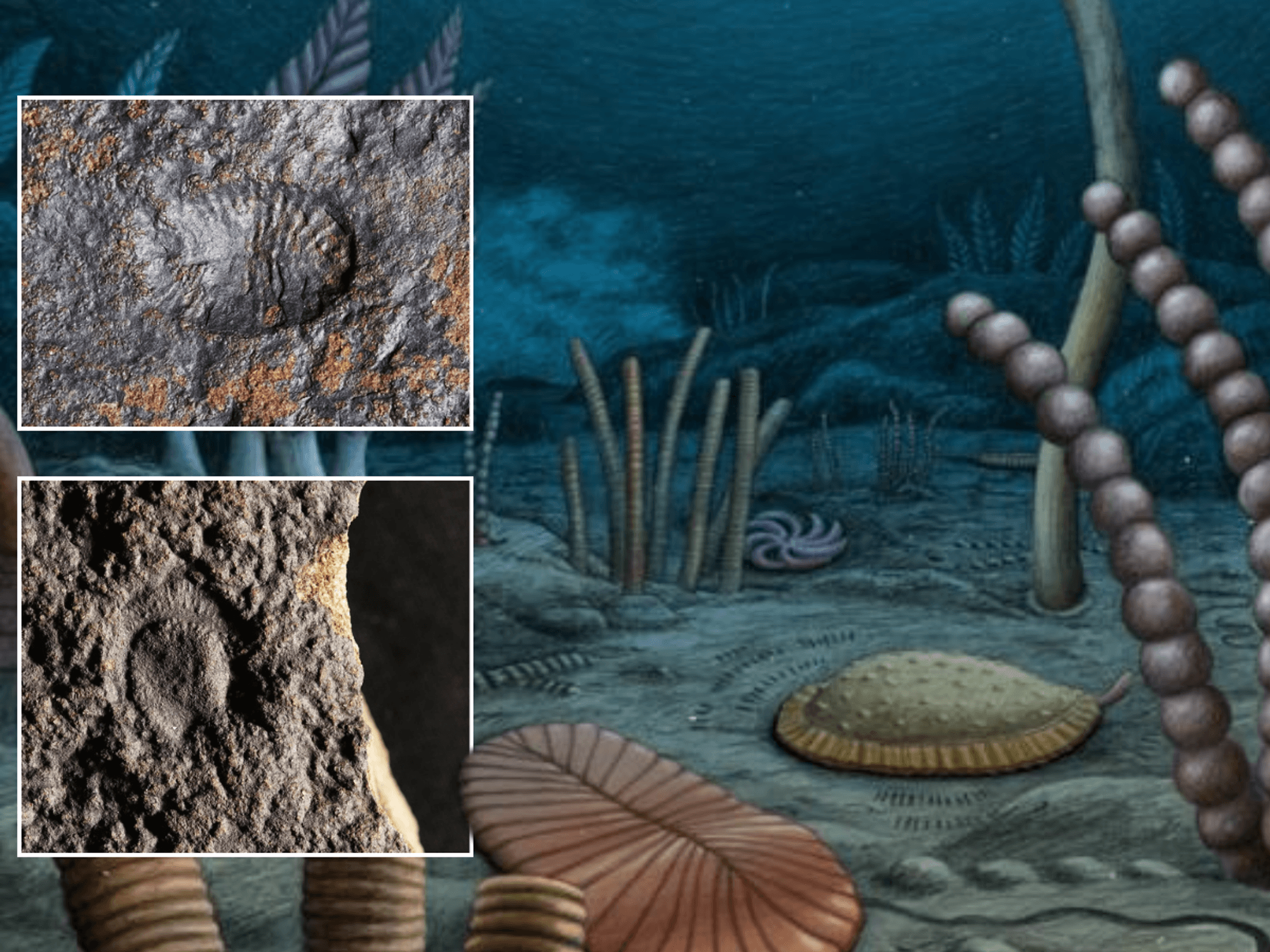 Kimberella; Dickinsonia; Reconstruction of a hypothetical deep-water paleocommunity