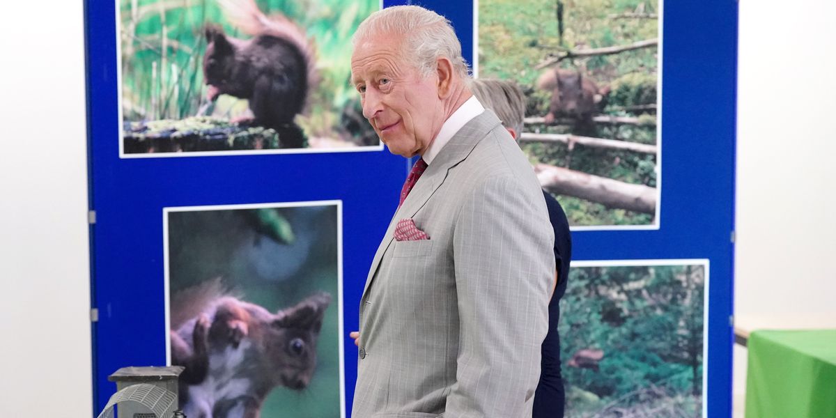 King Charles ‘very interested’ in grey squirrel contraceptive programme King Charles ‘very interested’ in grey squirrel contraceptive programme