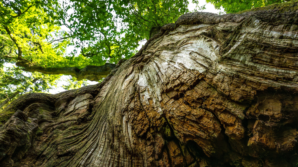 King of Limbs oak tree