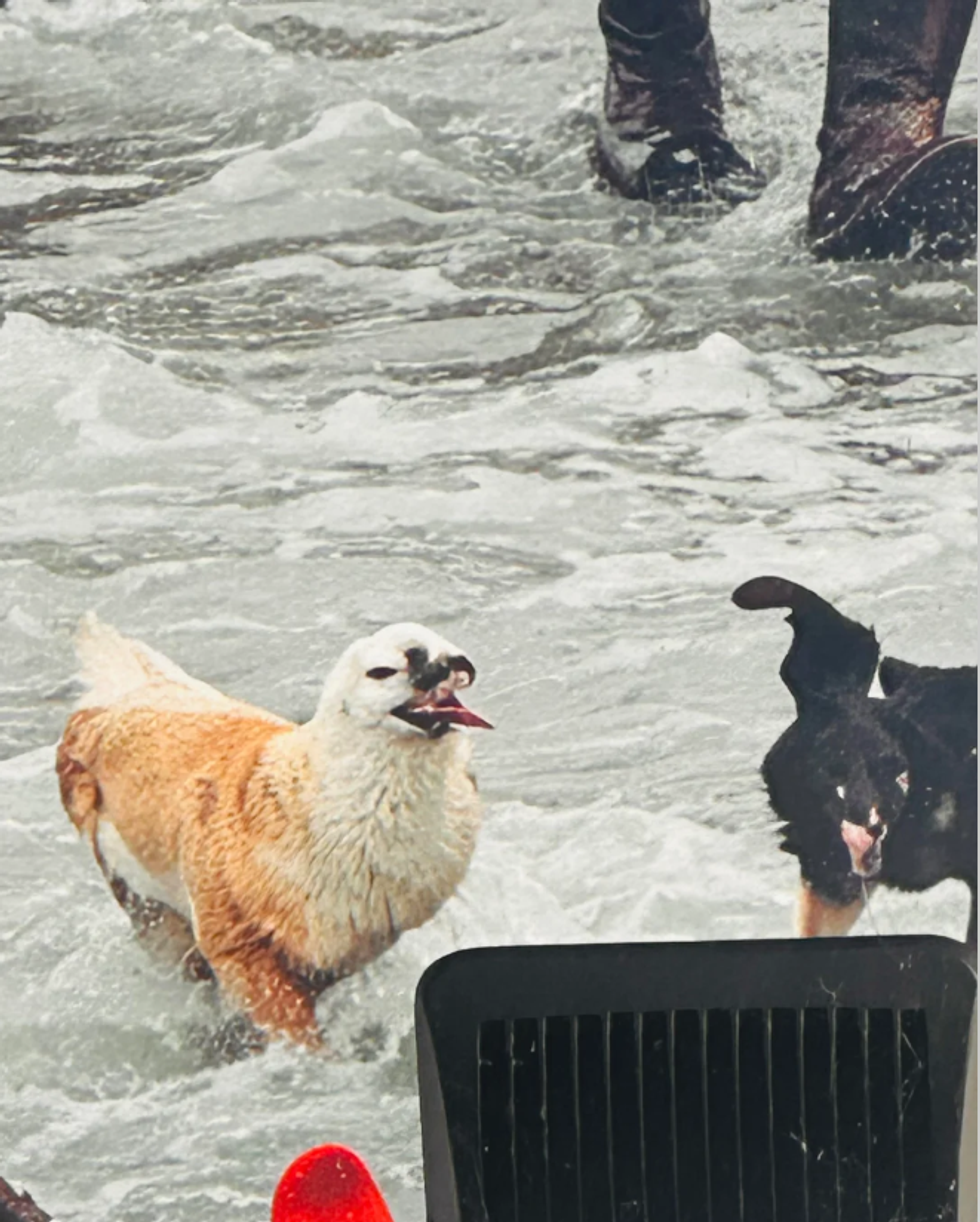 Kingston Christmas mural