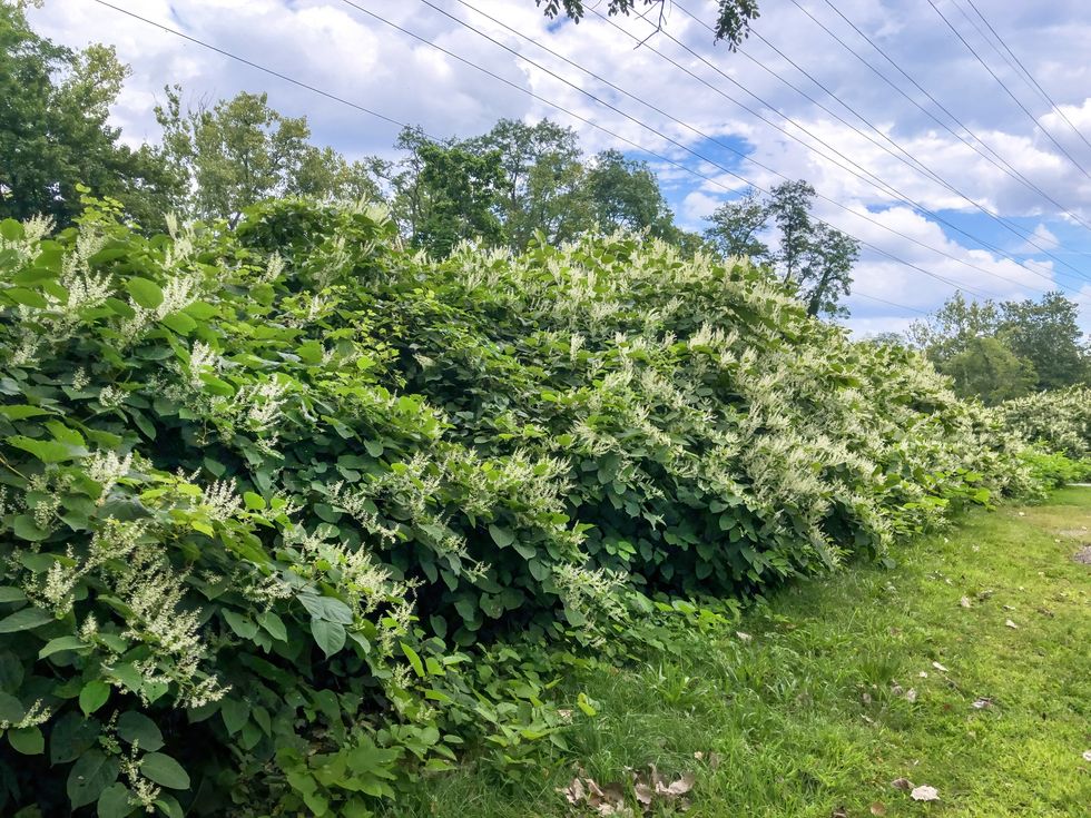 knotweed plants in garden