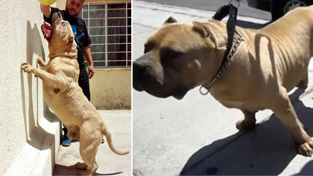 Kombo and owner/Kombo