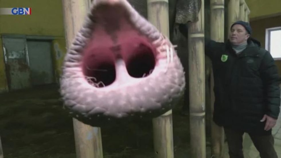 Kyiv Zoo workers living on site to protect 4,000 animals from Putin’s Ukraine invasion