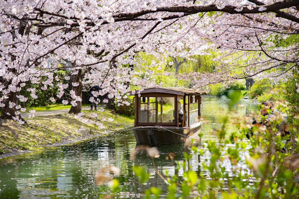 Kyoto, Japan in cherry blossom season