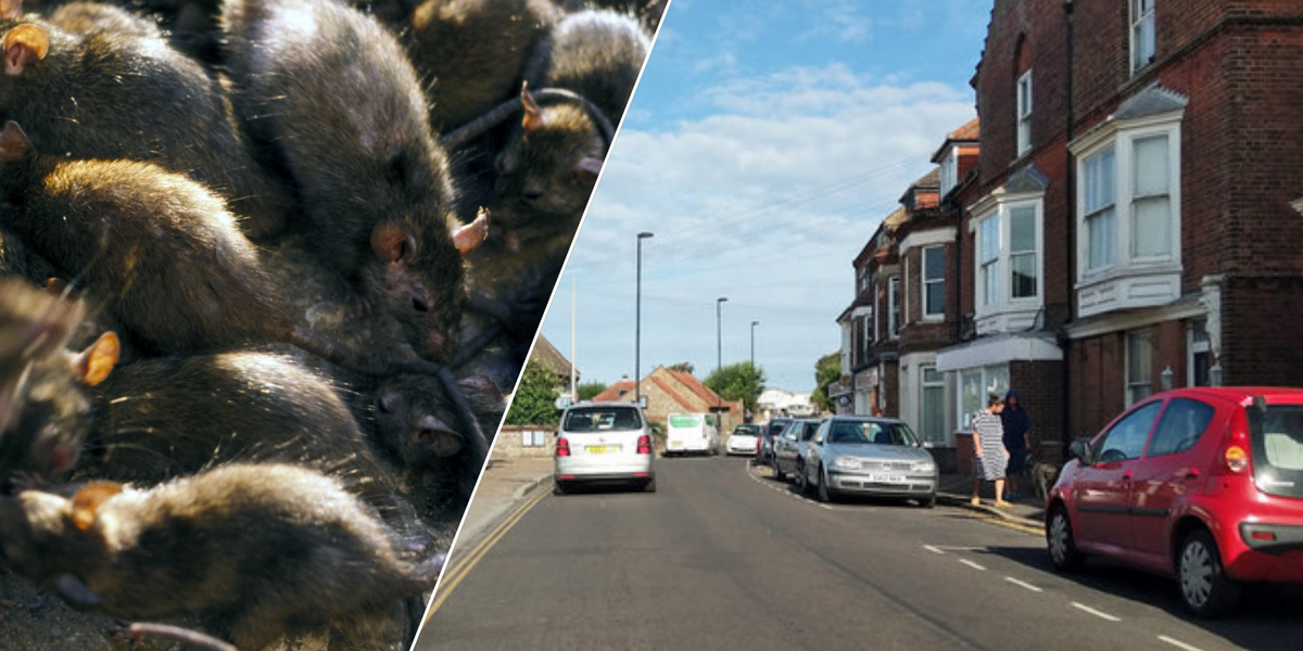 NextImg:Seaside village popular with tourists becomes overrun with rats 'the size of dogs'