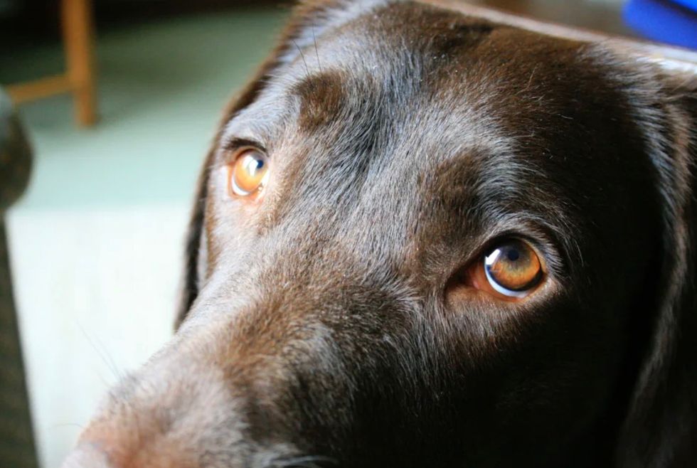 Labrador stock image
