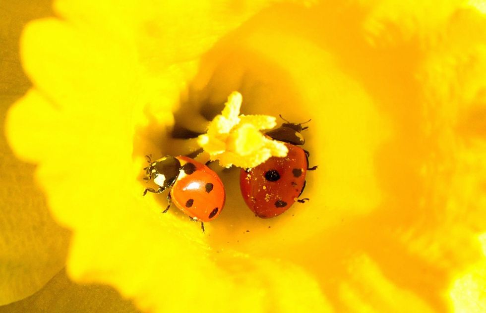 Ladybirds