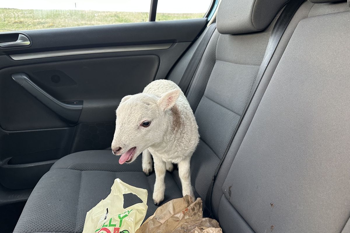 Lamb in the back of a car